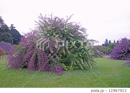 偕楽園　萩まつり 12967922