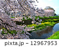 桜と菜の花と小川 12967953