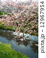 桜と小川 12967954