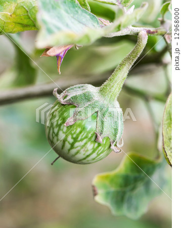 Green Cockroach berry on tree 12968000