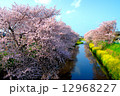 桜と菜の花と小川 12968227