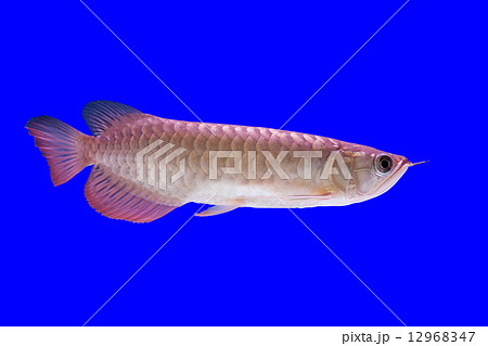 Arowana Fish 12968347