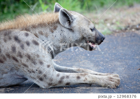 Spotted Hyena 12968376