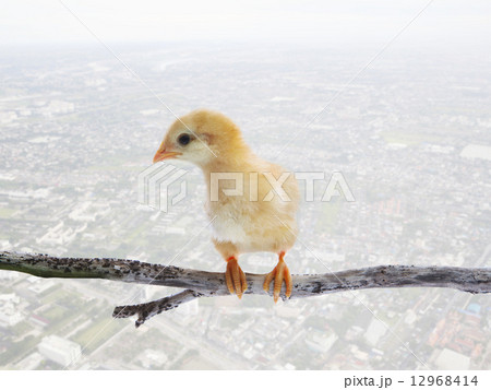 baby chick kids perching on dry tree branch isolated white backg 12968414
