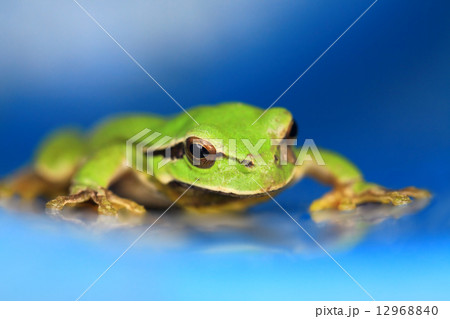 Frog 12968840