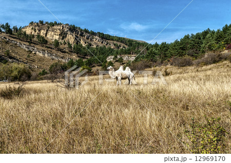 mountain camel 12969170