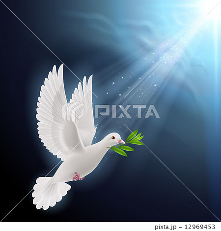 Fly dove in sunlight 12969453