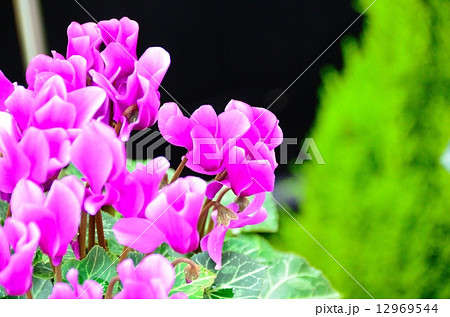 青系シクラメン セレナ―ディア アロマブルー 青系シクラメン セレナ―ディア アロマブルー 12969544