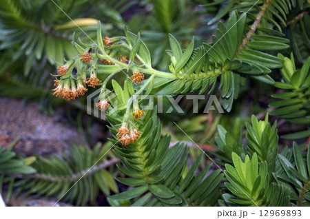 ドゥバウティア・メンジエシー 12969893