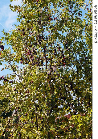 樹上で熟したナツメの実 樹上で熟したナツメの実 12969966