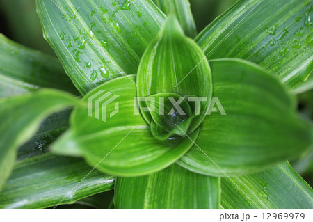 カリシア・フラグランスの葉と雨雫 12969979