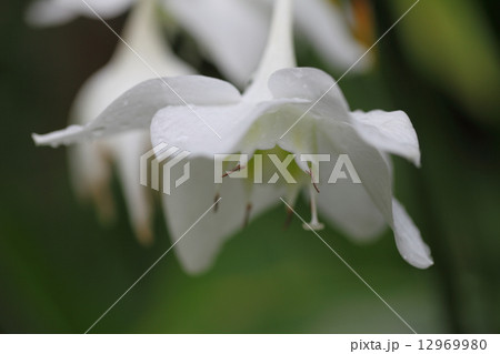 アマゾンユリの花と雨雫 アマゾンユリの花と雨雫 12969980