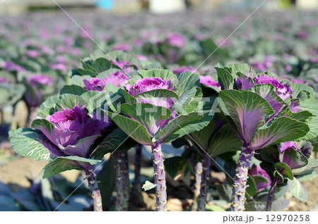 葉牡丹-6 12970258