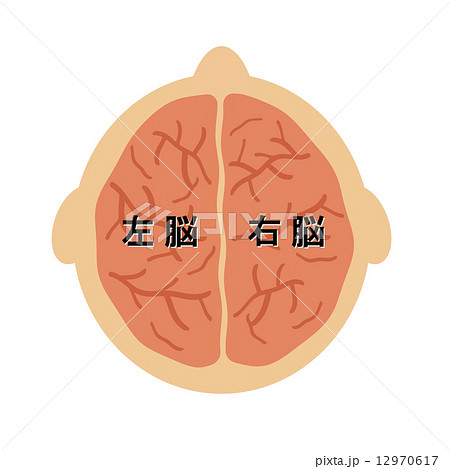 左脳と右脳のイラスト素材