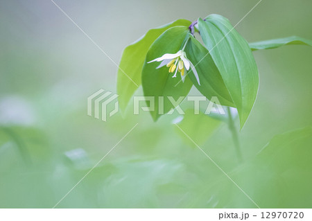 チゴユリ 12970720