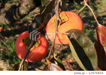 富有柿 12970834