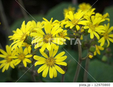 ツワブキの花　 12970860