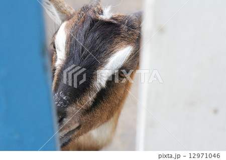 Curious goat 12971046