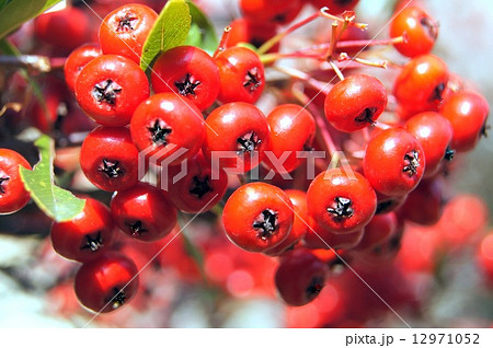ピラカンサの赤い実 12971052