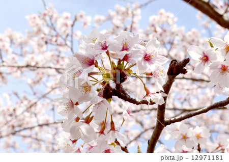桜 12971181