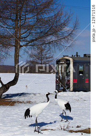 釧網本線のローカル列車と茅沼駅に訪れたタンチョウ 12971516
