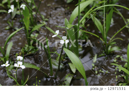 ナガバオモダカ 12971531