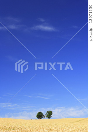 北海道　美瑛町　麦秋の丘 12971550