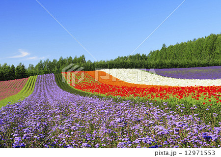 北海道　中富良野町　ファーム冨田　彩りの畑 12971553