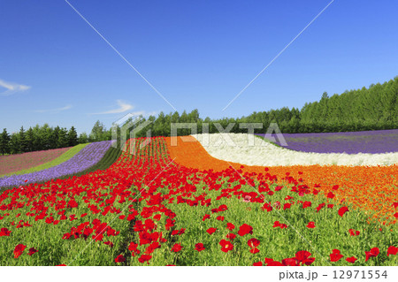 北海道　中富良野町　ファーム冨田　彩りの畑 12971554
