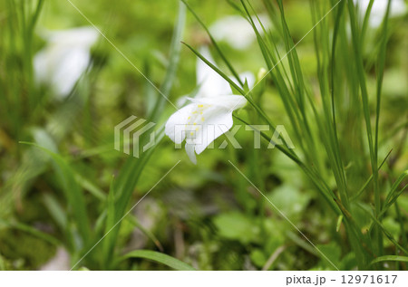 白いサギゴケ 12971617