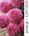 菊 12971629