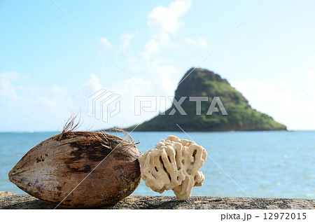 ハワイの休日 12972015