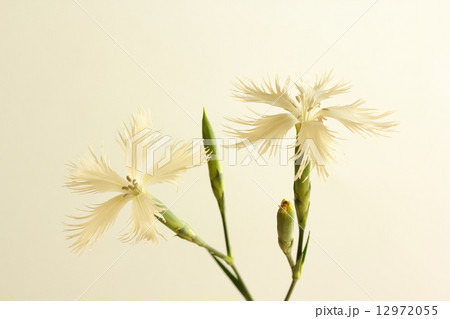 カワラナデシコ カワラナデシコ 12972055