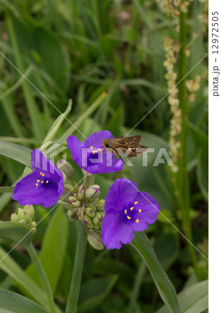 オオムラサキツユクサとセセリチョウ 12972505
