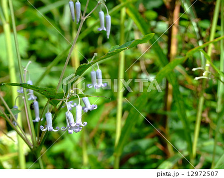 クサボタン 12972507