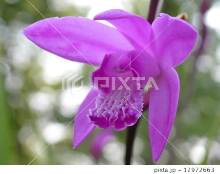 花言葉「変わらぬ愛」(シラン) 12972663