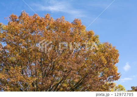 ケヤキの紅葉と青空 12972705
