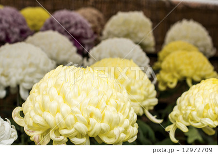 黄色い大菊の花 黄色い大菊の花 12972709