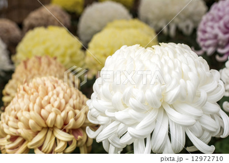 白い大菊の花 白い大菊の花 12972710