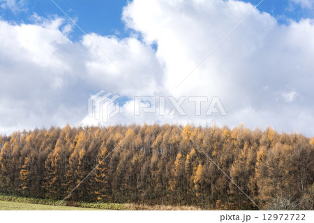 美瑛のカラマツ林の黄葉と空 12972722