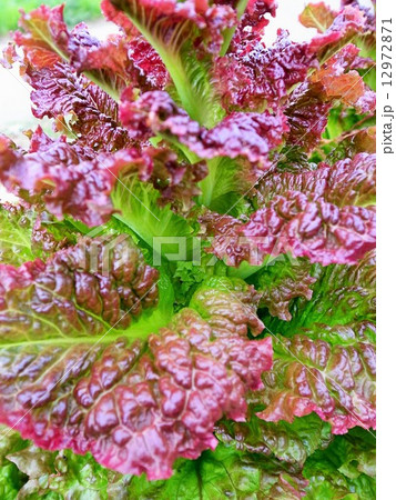 サニーレタス 12972871