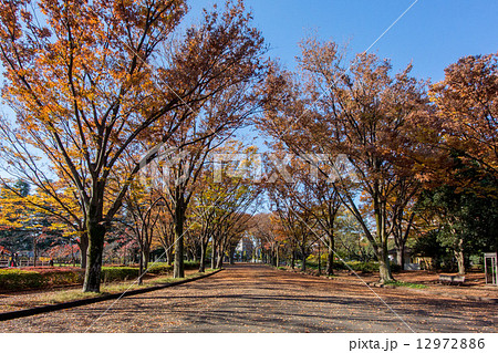 東京都、秋の駒沢公園 12972886