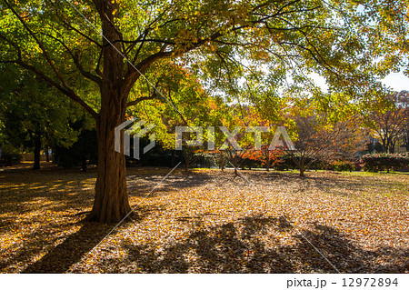 秋の駒沢公園 12972894