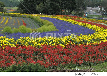 カラフルな　ぜるぶの丘 12972936