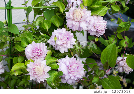 クレマチスのガーデニング 12973018