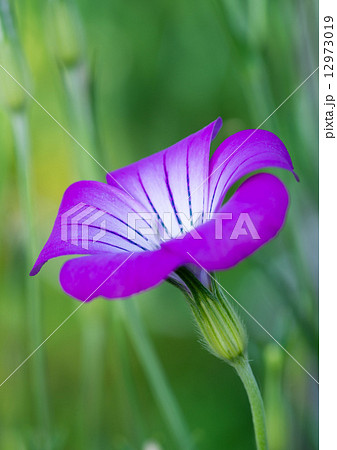 一輪の麦仙翁 12973019