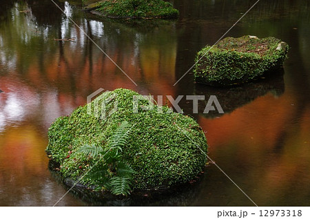 熊本市　成道寺の苔むした岩と紅葉を映す池 12973318