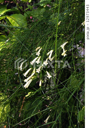 ハナチョウジ 12973443