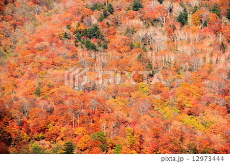 秋の山林 12973444