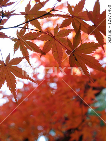 紅葉(庄内緑地公園) 12973460